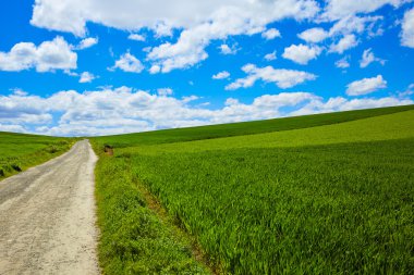 Yol Saint James Castilla tarafından tahıl alanları