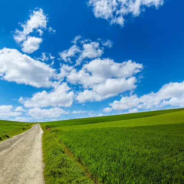 Getreidefelder auf dem Weg zum Heiligen Jakobus in Kastilien — Stockfoto