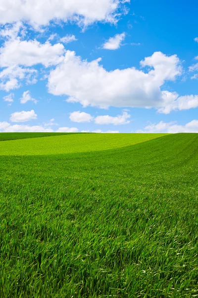 Campos de cereales por El Camino de Santiago en Castilla — Foto de Stock