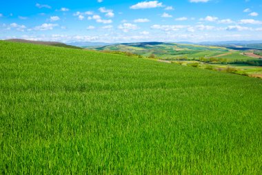 Yol Saint James Castilla tarafından tahıl alanları