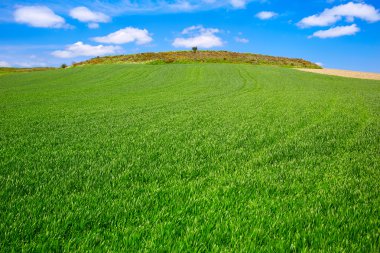 Yol Saint James Castilla tarafından tahıl alanları