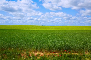 Yol Saint James Castilla Leon tahıl alanları