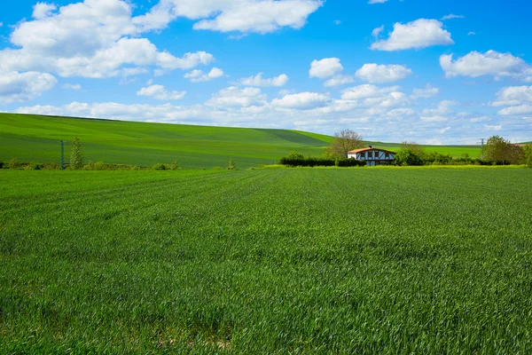 Cereal fields by The Way of Saint James in Castilla — Stock Photo, Image