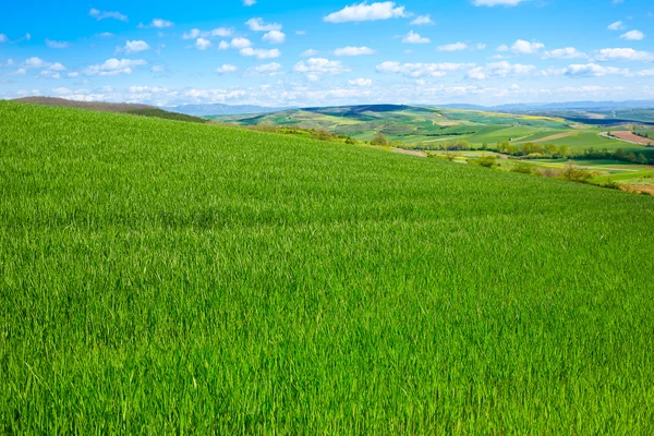 Campos de cereales por El Camino de Santiago en Castilla — Foto de Stock