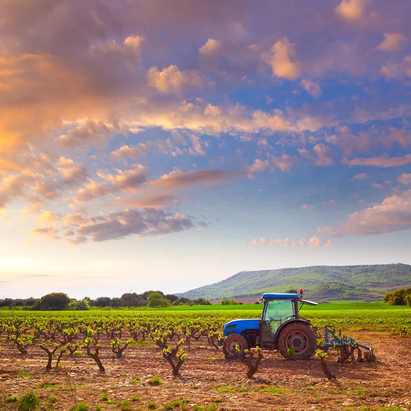 La Rioja wijngaard in de manier van Saint James — Stockfoto