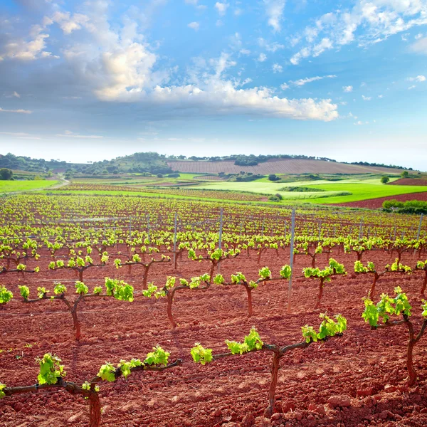 Ла-Ріоха виноградник поля на шляху Saint James — стокове фото