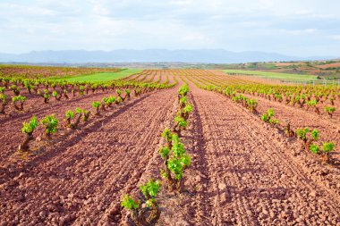 La Rioja bağ alanları Saint James yolunda
