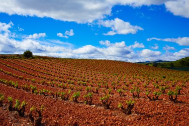 La Rioja vineyard fields in The Way of Saint James clipart