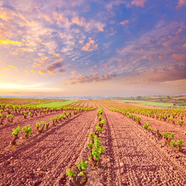 La Rioja vingård fält i vägen för Saint James — Stockfoto
