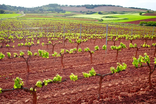 La Rioja wijngaard velden in de weg van Saint James — Stockfoto