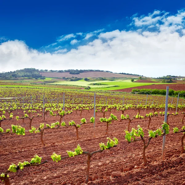 La Rioja vinice pole brání Saint James — Stock fotografie