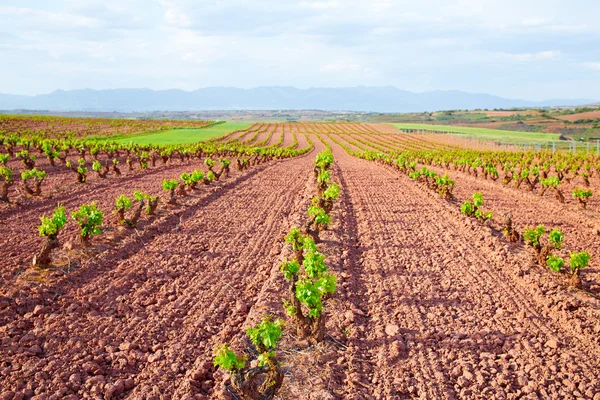 La Rioja campi di vigneto nel Cammino di San Giacomo — Foto Stock