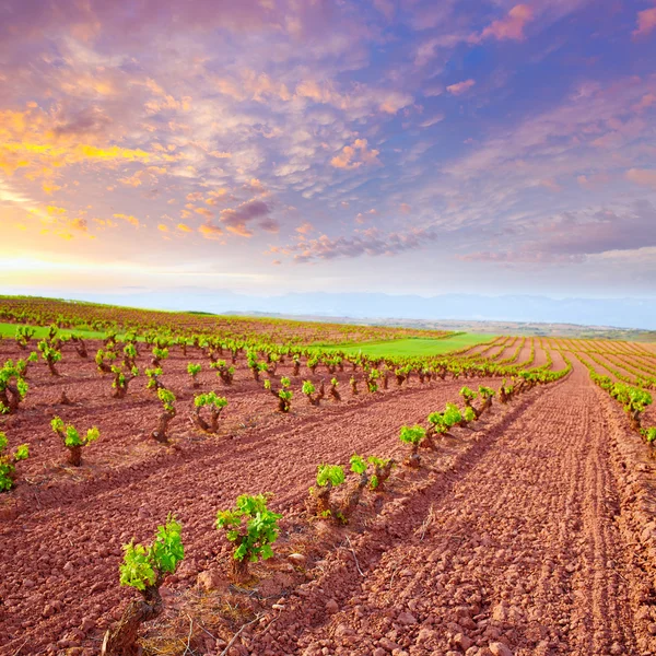 La Rioja wijngaard velden in de weg van Saint James — Stockfoto