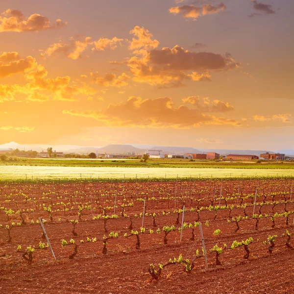 Ла-Ріоха виноградник поля на шляху Saint James — стокове фото
