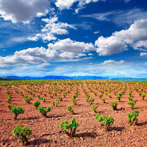 Campos de vinha La Rioja no Caminho de São Tiago — Fotografia de Stock