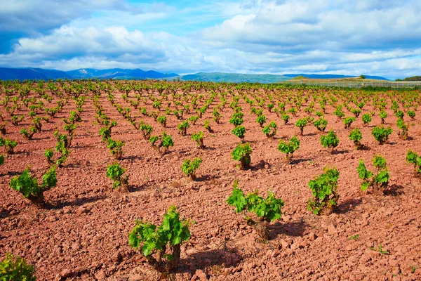 Campos de vinha La Rioja no Caminho de São Tiago — Fotografia de Stock