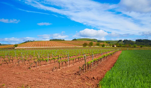 La Rioja vineyard mezőket, ahogy a Saint-James — Stock Fotó