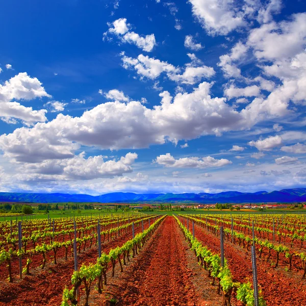 Campos de vinha La Rioja no Caminho de São Tiago — Fotografia de Stock