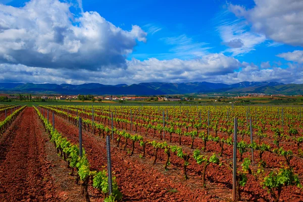 La Rioja vineyard fields in The Way of Saint James — Stock Photo, Image