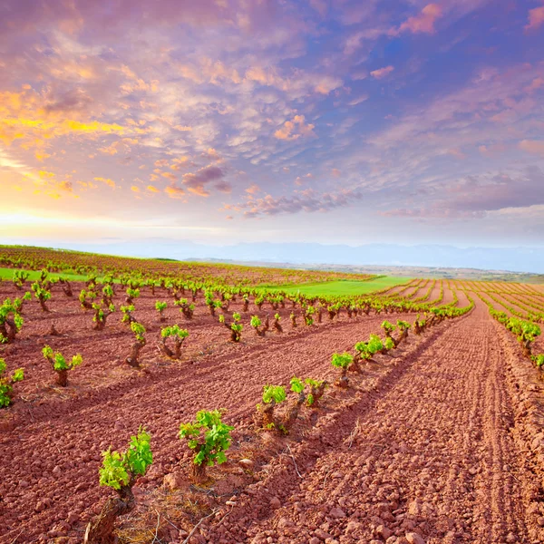 La Rioja vineyard fields in The Way of Saint James Stock Image