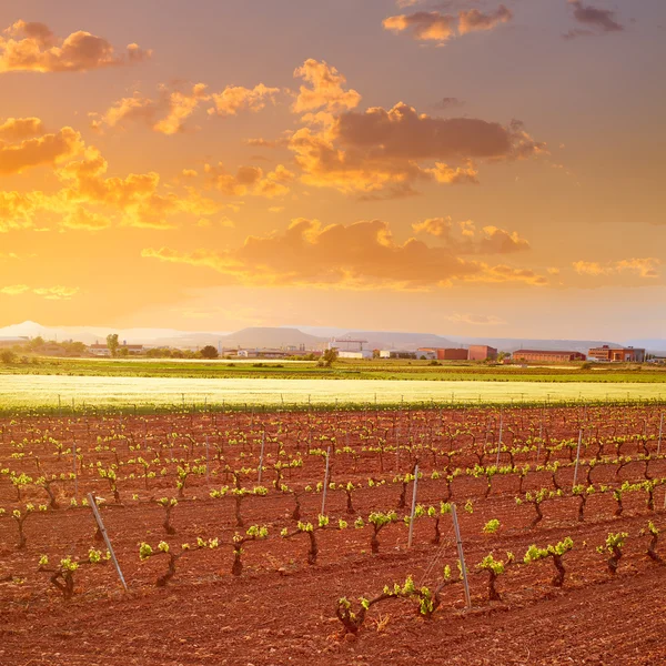 La Rioja vineyard fields in The Way of Saint James Royalty Free Stock Images