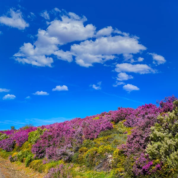 El camino de Santiago en las montañas rosadas de León — Foto de Stock