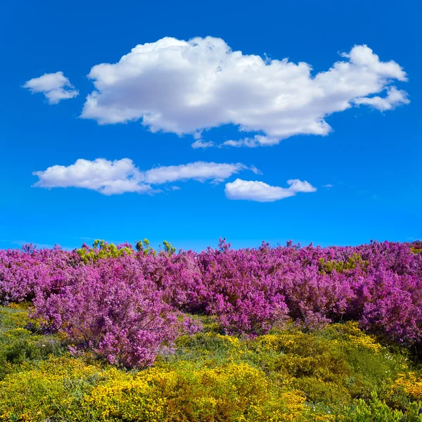 The way of Saint James in Leon pink mountains — Stock Photo, Image