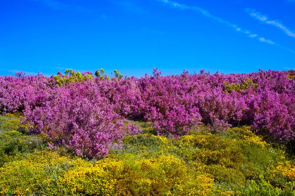 El camino de Santiago en las montañas rosadas de León —  Fotos de Stock