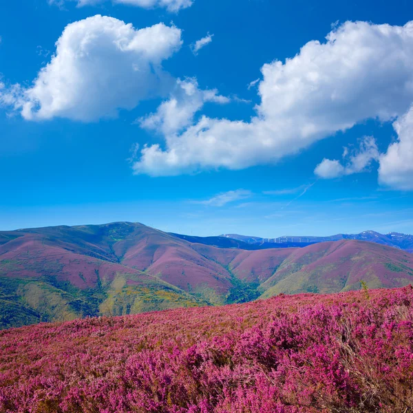 O caminho de Saint James em Leon montanhas cor-de-rosa — Fotografia de Stock