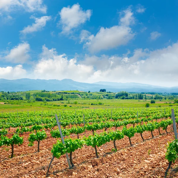 Vineyard in El Bierzo of Leon by Saint James Way — Stock Photo, Image