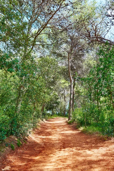 Lloret de Mar bos track naar Fenals strand — Stockfoto