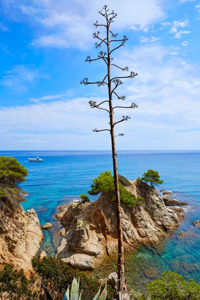 Platja Fenals Beach in Lloret de Mar Costa Brava — Stock Photo, Image