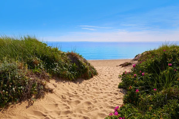 Cape Cod haring Cove strand Massachusetts ons — Stockfoto