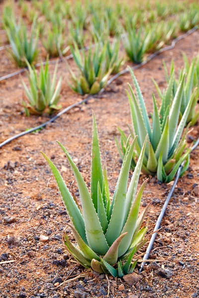 Aloe Vera fältet på Kanarieöarna Spanien — Stockfoto