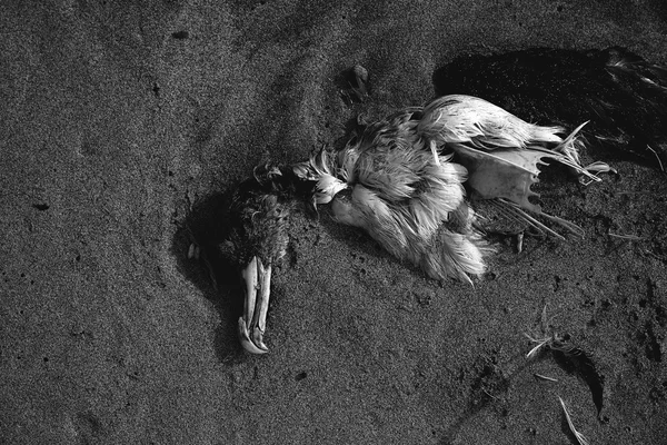 Dead sea bird Måsen hälften begravd i beach sand — Stockfoto