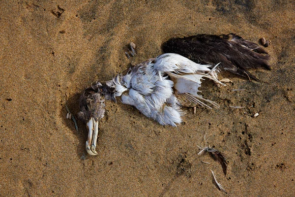 Pássaro marinho morto gaivota meio enterrada na areia da praia — Fotografia de Stock