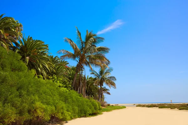 Пляж острову Sotavento Фуертевентура Канарські — стокове фото