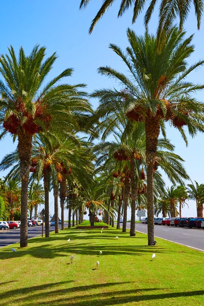 Morro Jable Fuerteventura Matorral at Canary — Stock Photo, Image