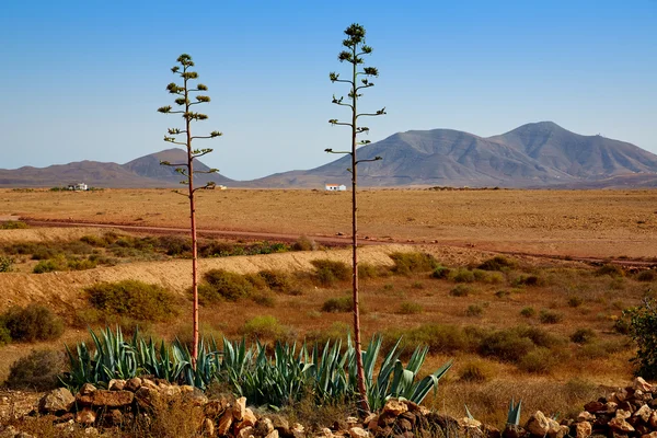 Fuerteventura Tefia at Canary Islands — Stock Photo, Image