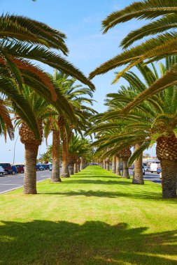 Yarın Jable Fuerteventura Matorral palmiye ağaçları