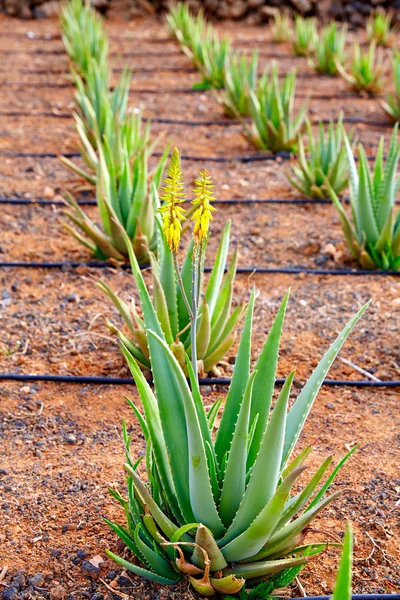 Aloë Vera veld at Canarischeeilanden Spanje — Stockfoto