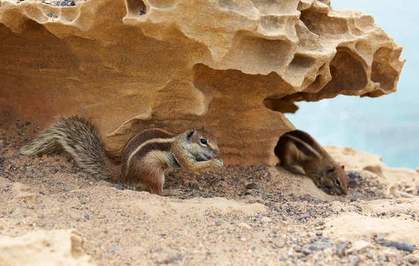 Fuerteventura squirrels at Canary Islands — Stock Photo, Image