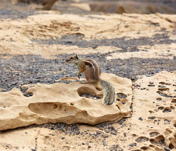 Fuerteventura squirrels at Canary Islands — Stock Photo, Image