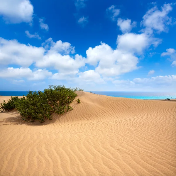 Dunas do Corralejo Deserto da ilha de Fuerteventura — Fotografia de Stock
