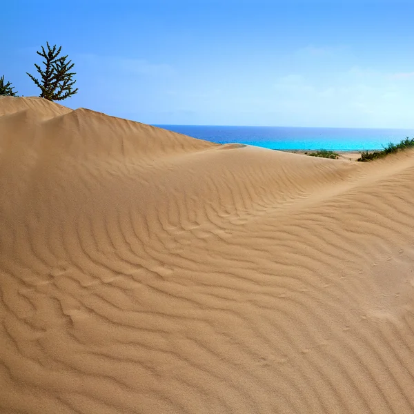 Dunas do Corralejo Deserto da ilha de Fuerteventura — Fotografia de Stock