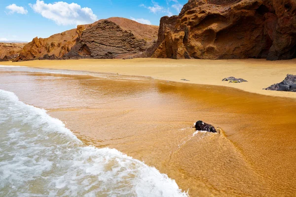 Fuerteventura La Pared beach at Canary Islands — Stock Photo, Image
