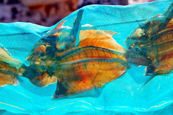 Majanicho tørrede papegøje fisk Vieja i Fuerteventura - Stock-foto