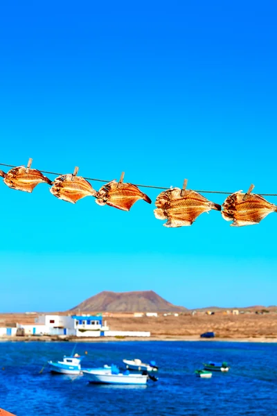 Majanicho papağan balık Fuerteventura Vieja kurutulmuş — Stok fotoğraf