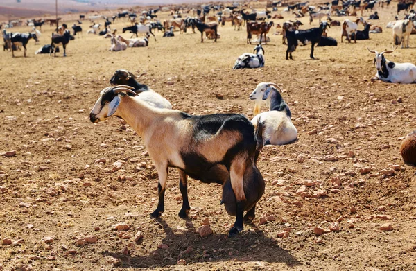 Cabra Majorera para queso Fuerteventura —  Fotos de Stock