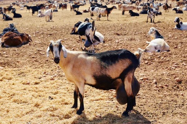 Majorque chèvre pour fromage Fuerteventura — Photo